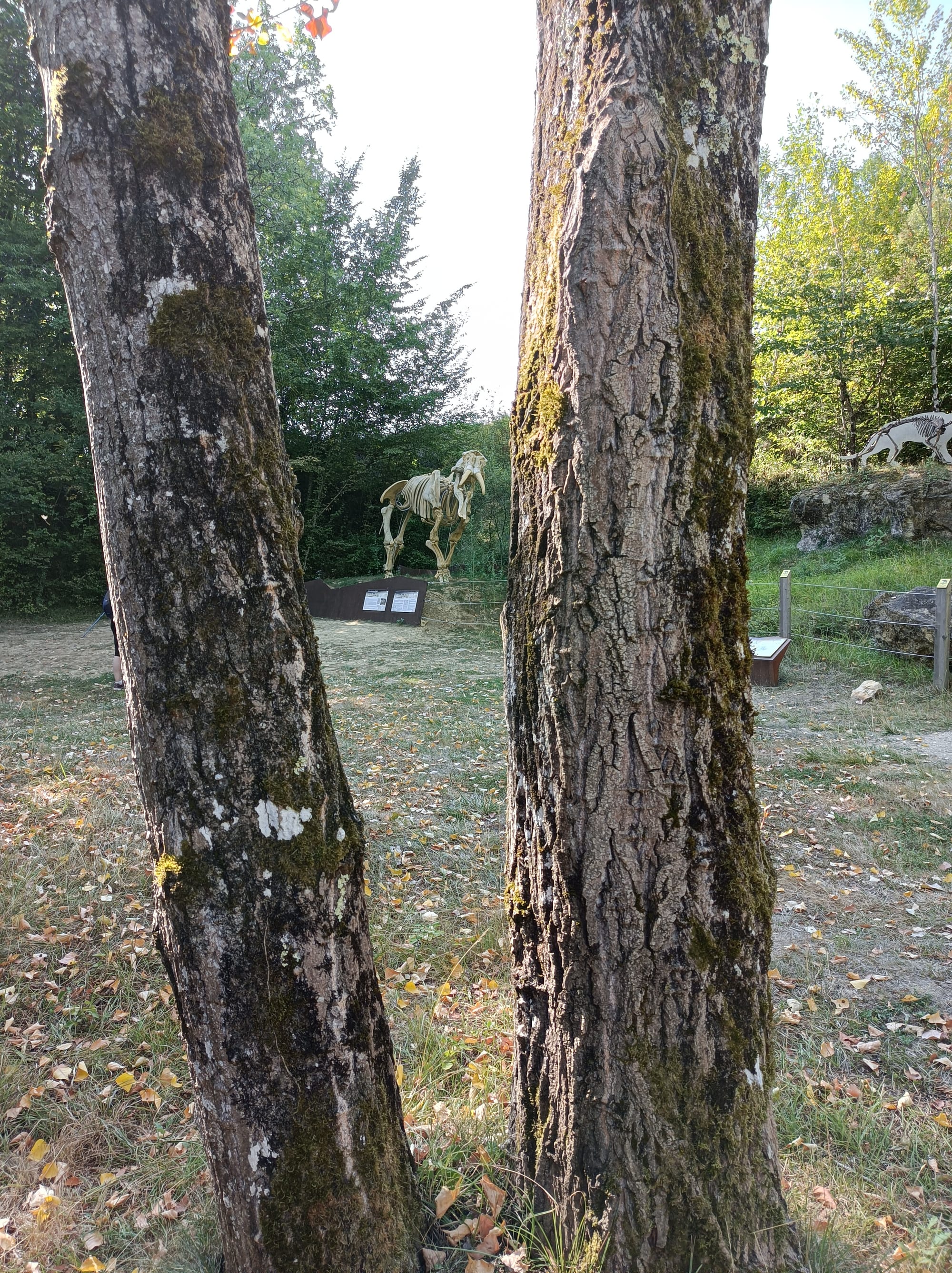 SITE PALEONTOLOGIQUE