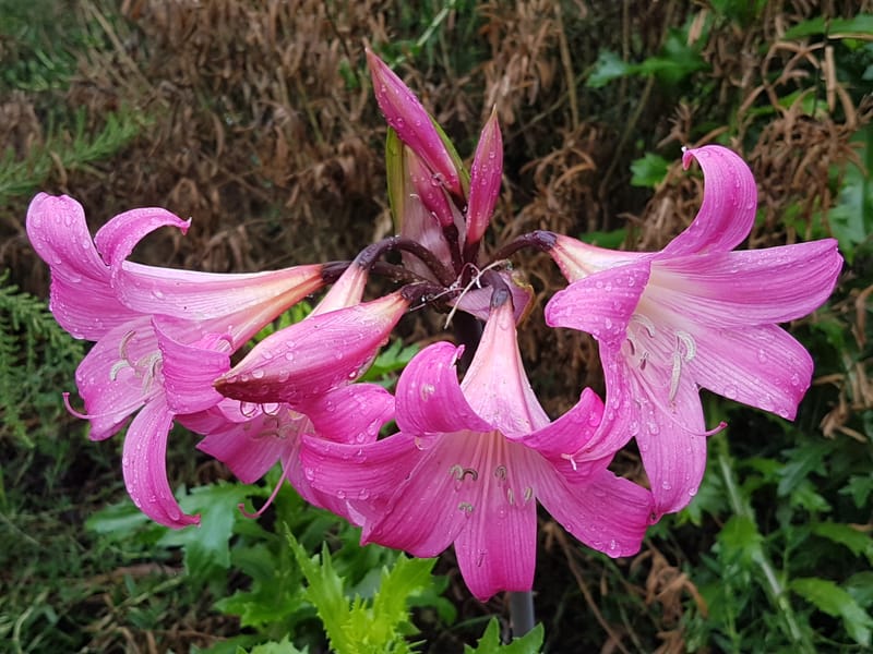 Les jardins d'acclimatation à Brest