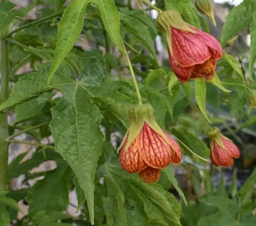 Abutilon striatum