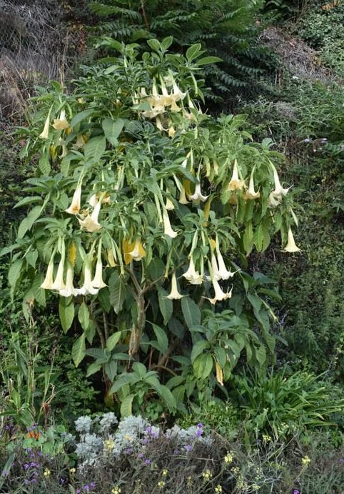 Brugmansia x candida