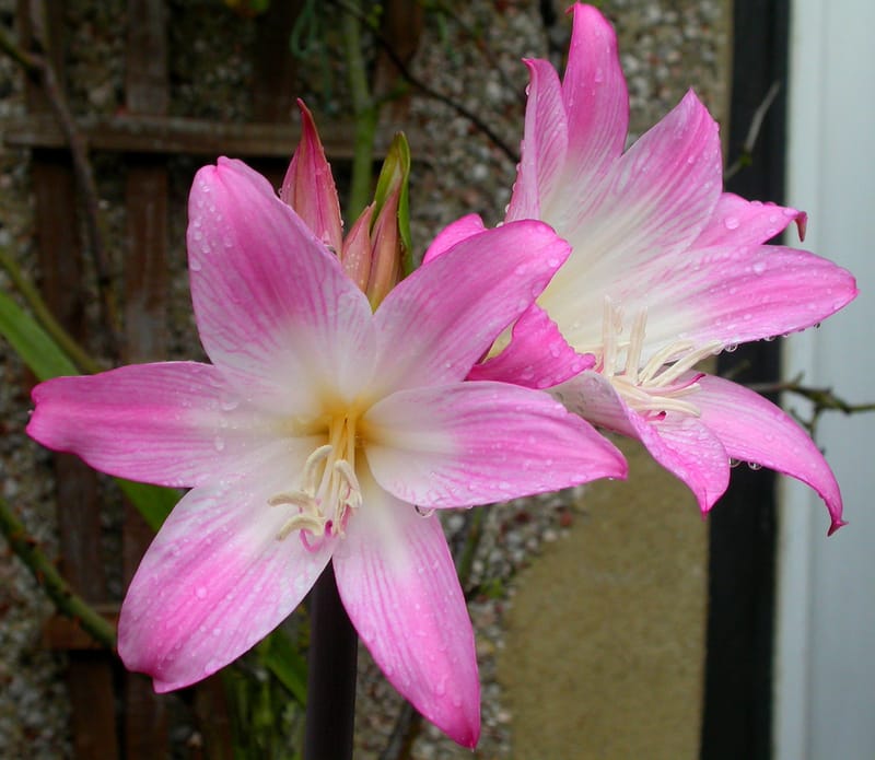 Amaryllis belladonna
