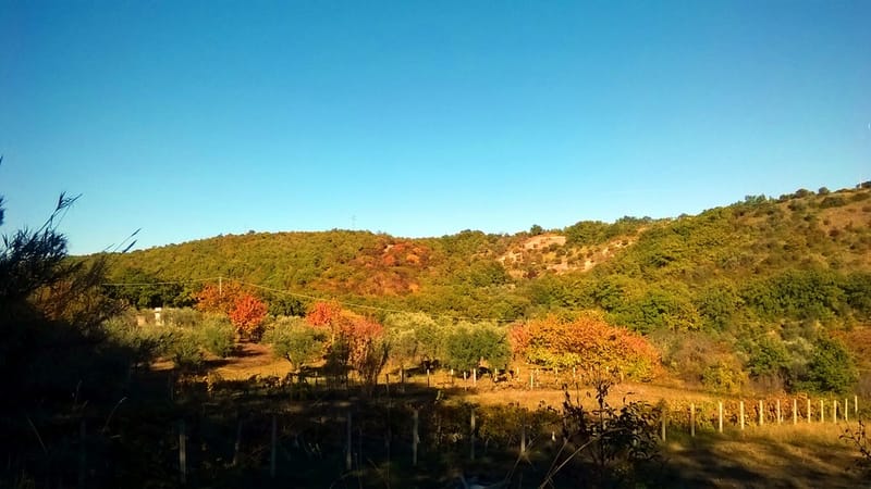 Il Bosco, la bellezza dei suoi colori, gli asparagi selvatici, i funghi...