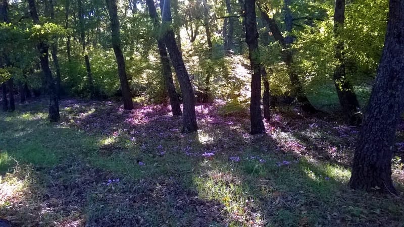 Il Bosco, la bellezza dei suoi colori, gli asparagi selvatici, i funghi...