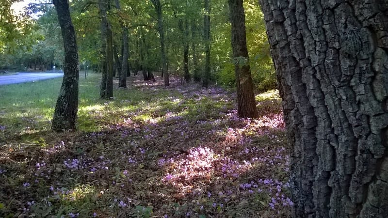 Il Bosco, la bellezza dei suoi colori, gli asparagi selvatici, i funghi...