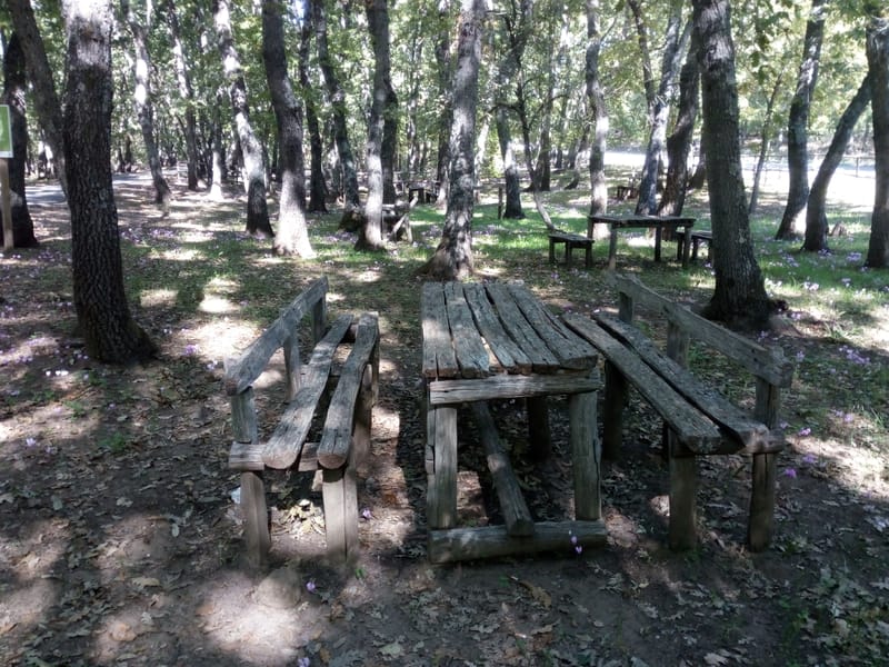 Il Bosco, la bellezza dei suoi colori, gli asparagi selvatici, i funghi...