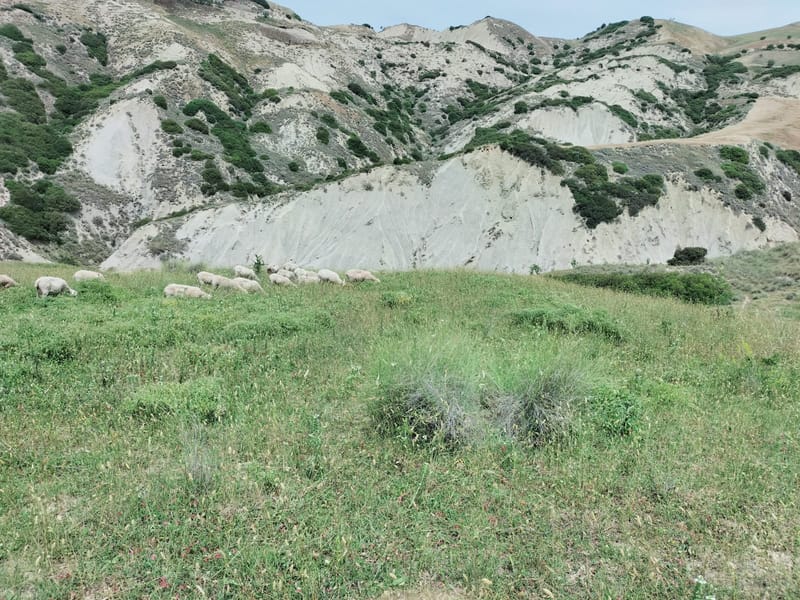 Calanchi, Pascoli e Seminati C.da Sant' Angelo e Lombone