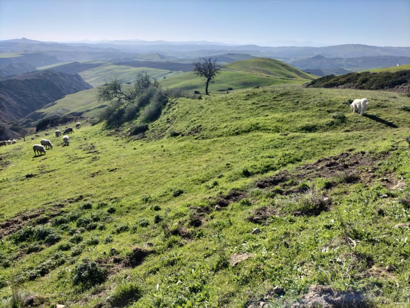 Calanchi, Pascoli e Seminati C.da Sant' Angelo e Lombone