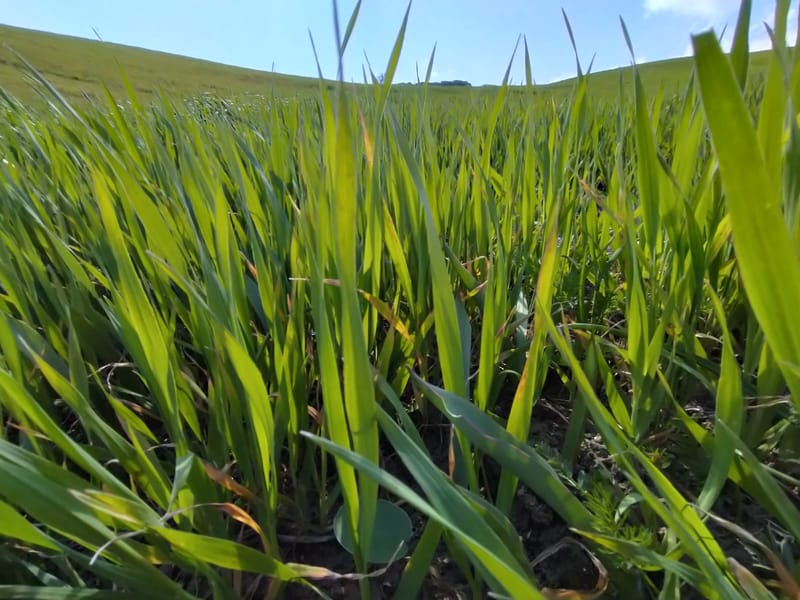 Calanchi, Pascoli e Seminati C.da Sant' Angelo e Lombone