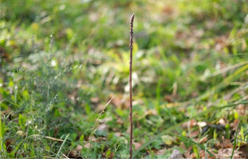 Il Bosco, la bellezza dei suoi colori, gli asparagi selvatici, i funghi...