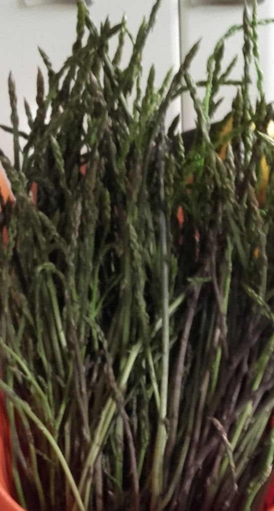 Il Bosco, la bellezza dei suoi colori, gli asparagi selvatici, i funghi...