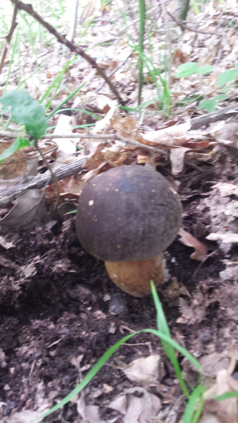 Il Bosco, la bellezza dei suoi colori, gli asparagi selvatici, i funghi...