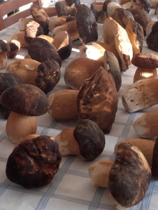 Il Bosco, la bellezza dei suoi colori, gli asparagi selvatici, i funghi...