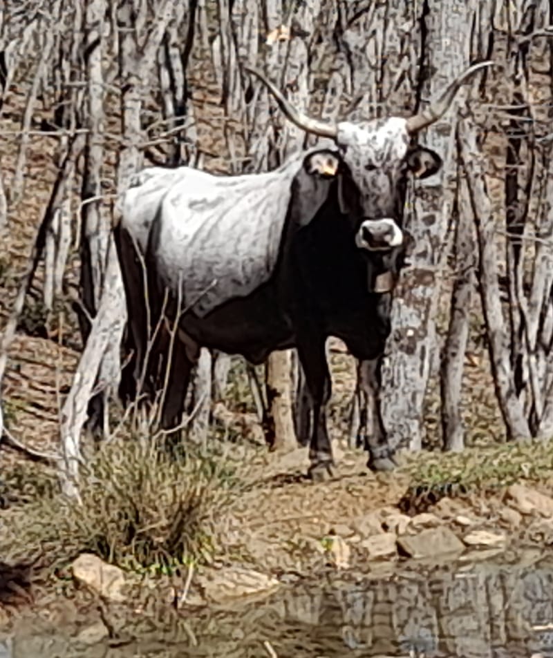 Le Podoliche e il Bosco