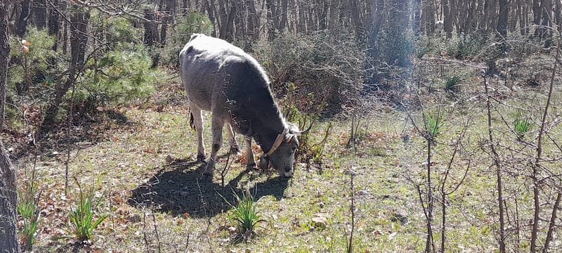Le Podoliche e il Bosco