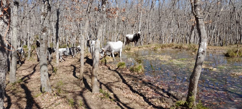 Le Podoliche e il Bosco