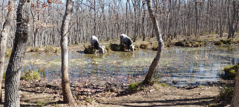 Le Podoliche e il Bosco