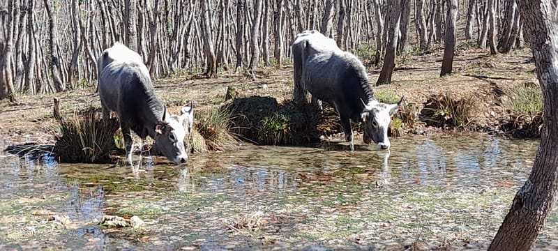 Le Podoliche e il Bosco