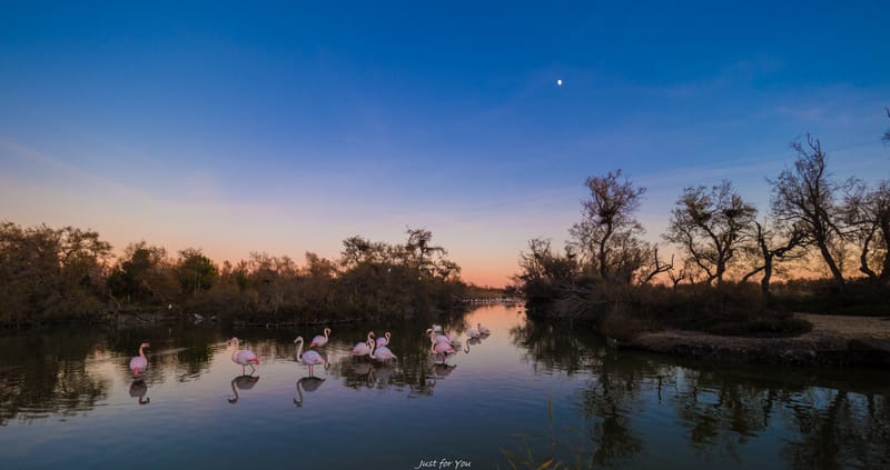 Nature sauvage en camargue