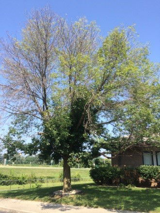 Emerald Ash Borer