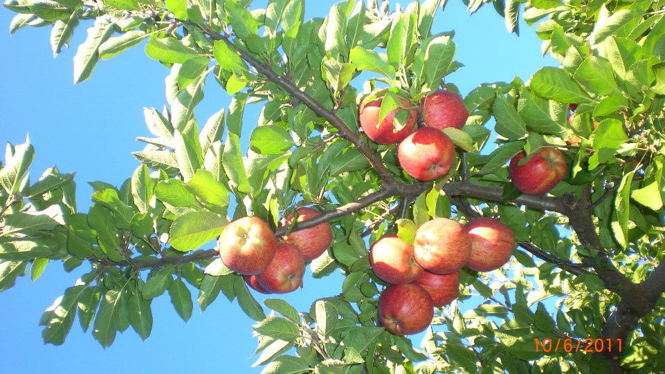 Fruit Trees