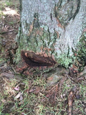 Root and Trunk Damage