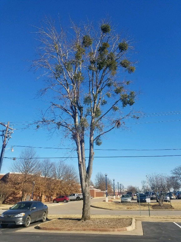 Epiphytes - Mistletoe