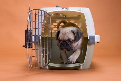Tips for Evaluating Dog Daycare Services