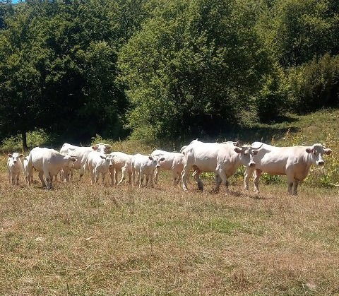 Les vaches Charolaises