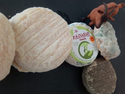 Que dit l'AOP Picodon