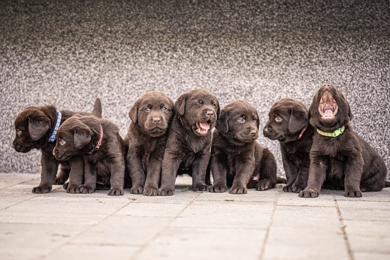 News / Wurfankündigung / aktuelles