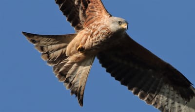 Suffolk Visions Post Cards image