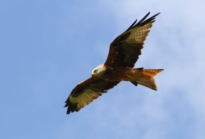 Suffolk Visions Post Cards image