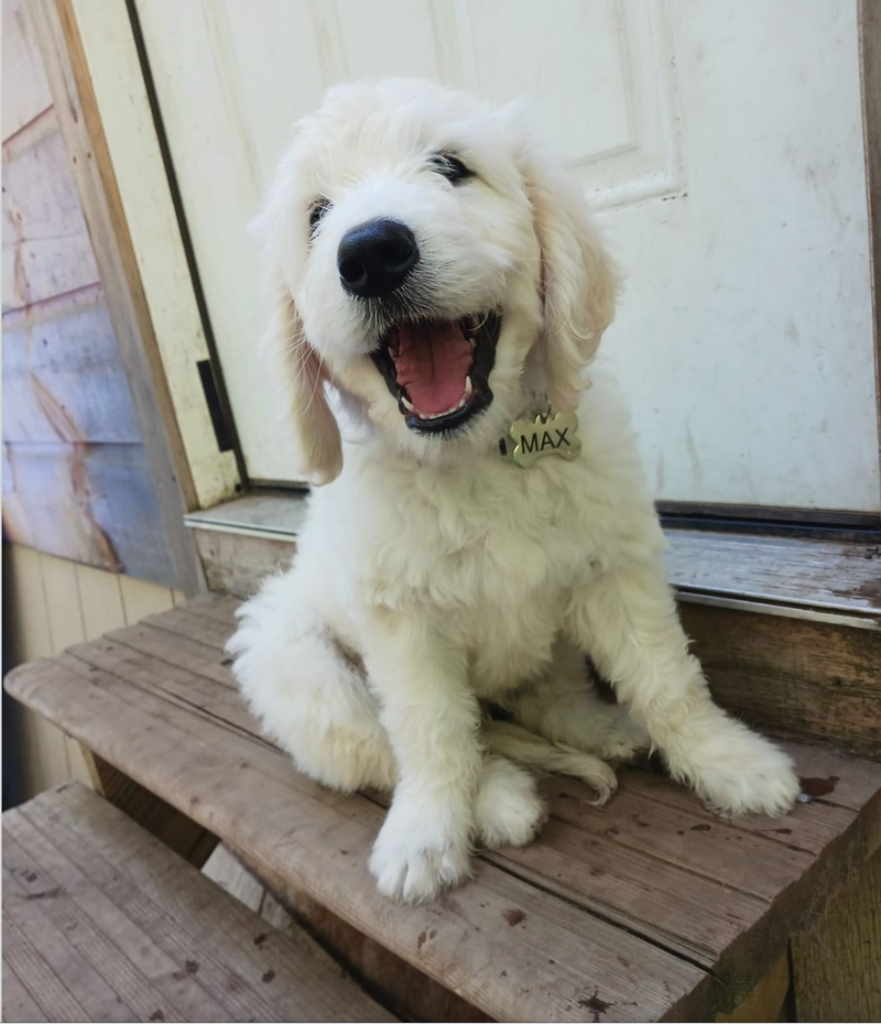 Boarding with Daycare