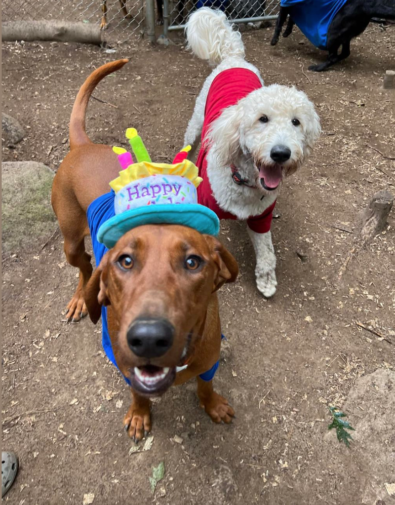 Birthday Parties and Daily Activities