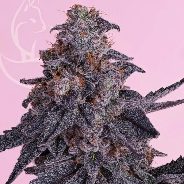 Pink Cereal Puffs (Wedding Pie* X Pink Runtz) - Groot's Grow Company