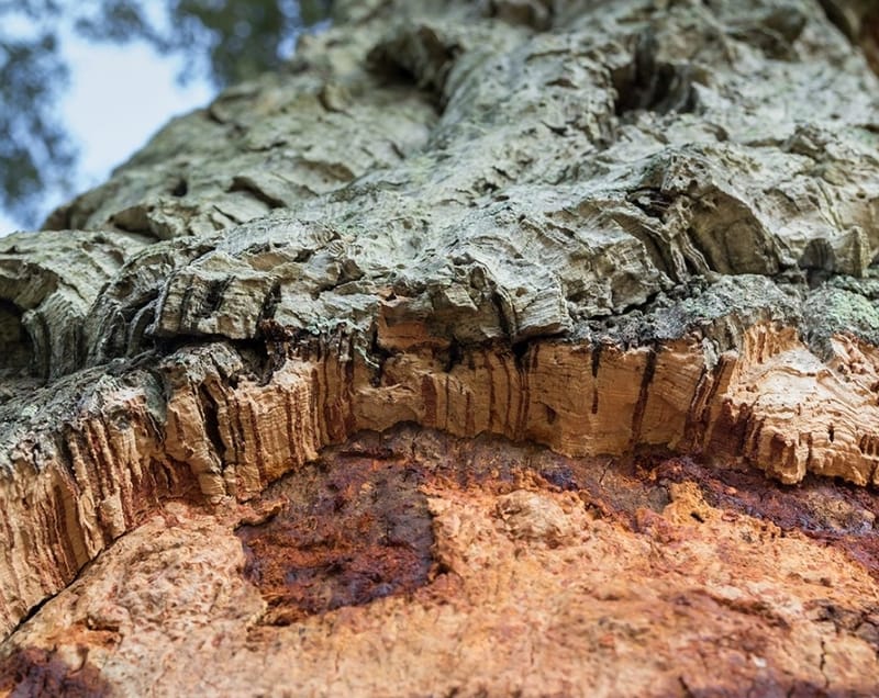 OPEN CALL 2024 LEGNI E FIBRE VEGETALI