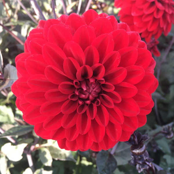 Christmas Shipping List