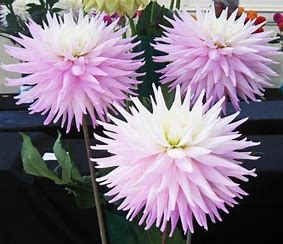 White Vals Candy - Tulchan Dahlias
