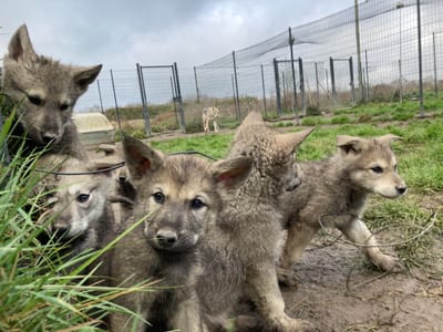 BAC PRO Gestion en Entreprise du Secteur Canin et Félin