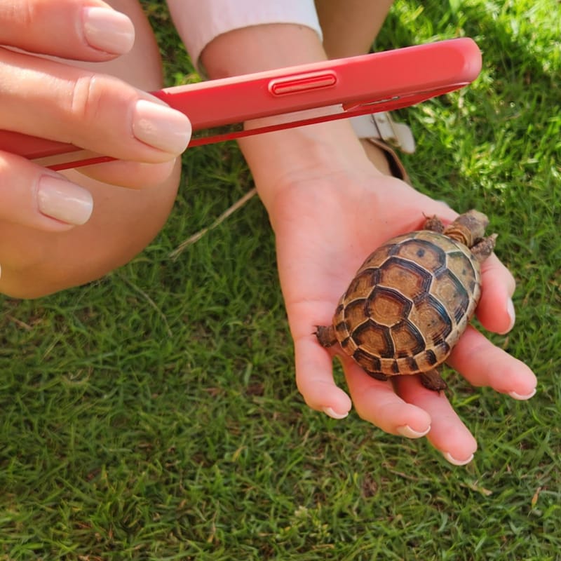  (Indoor & Outdoor Petting Zoo)