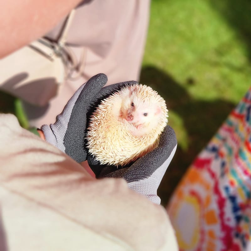  (Indoor & Outdoor Petting Zoo)