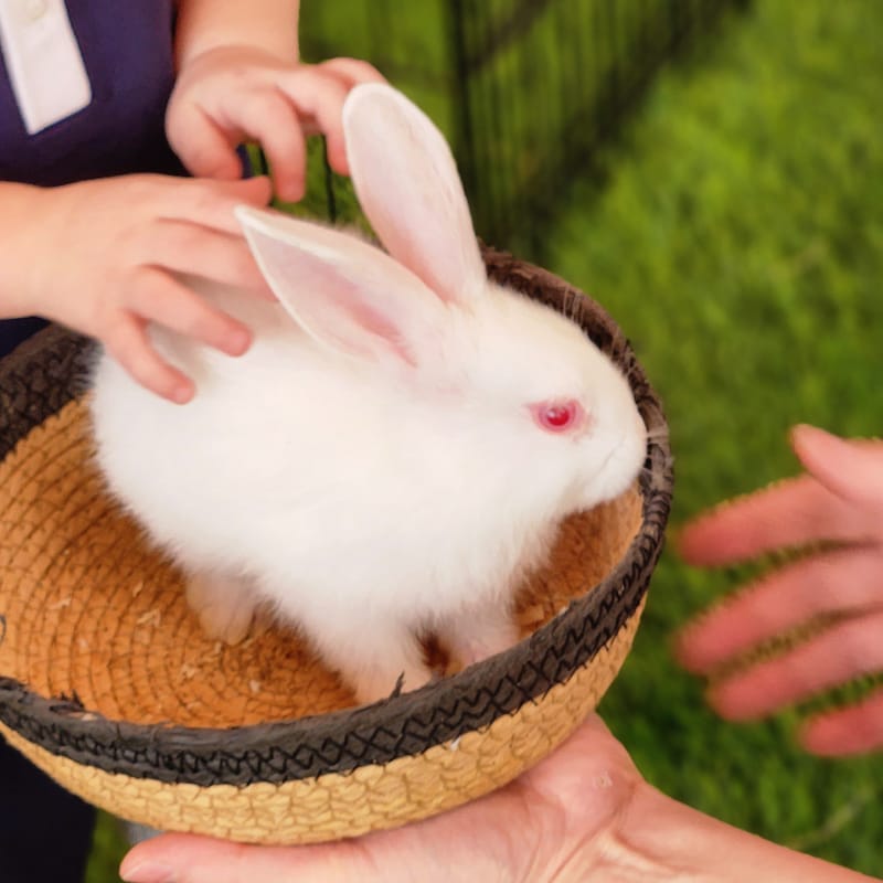  (Indoor & Outdoor Petting Zoo)