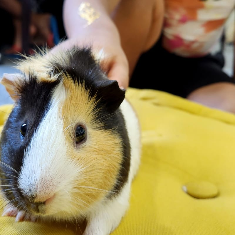  (Indoor & Outdoor Petting Zoo)