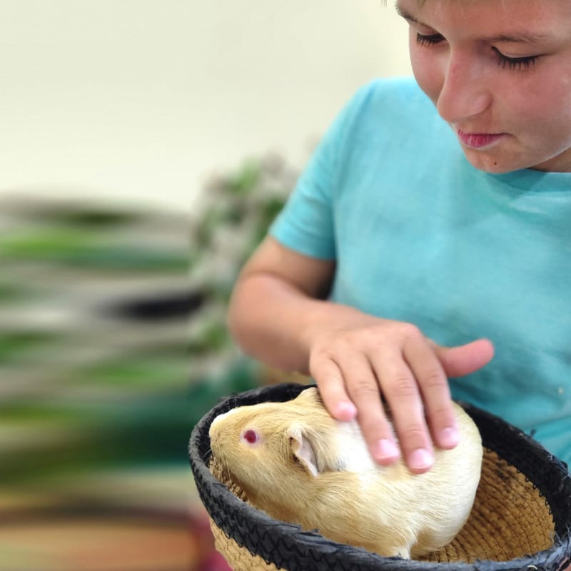  (Indoor & Outdoor Petting Zoo)