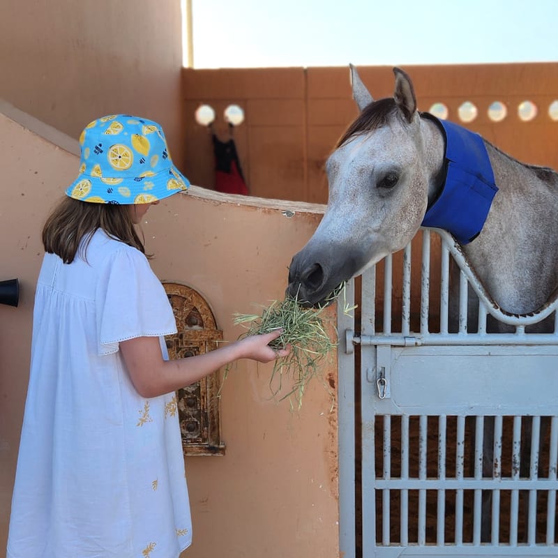 At Al Jazeerah Equestrian Club
