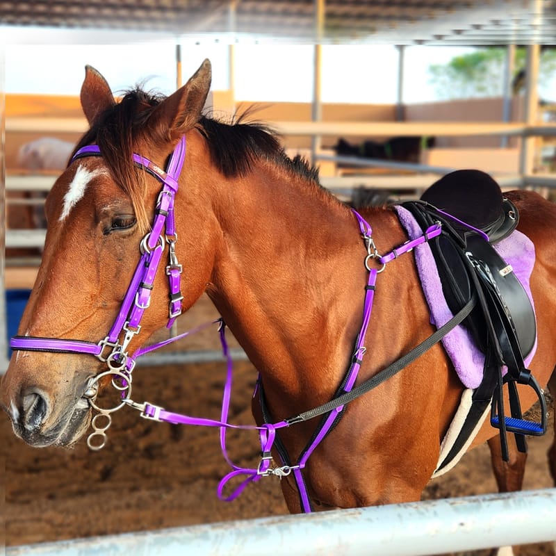 At Al Jazeerah Equestrian Club