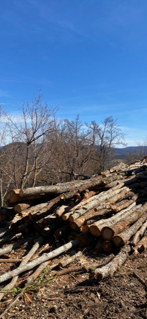 Bois de chauffage à la stère