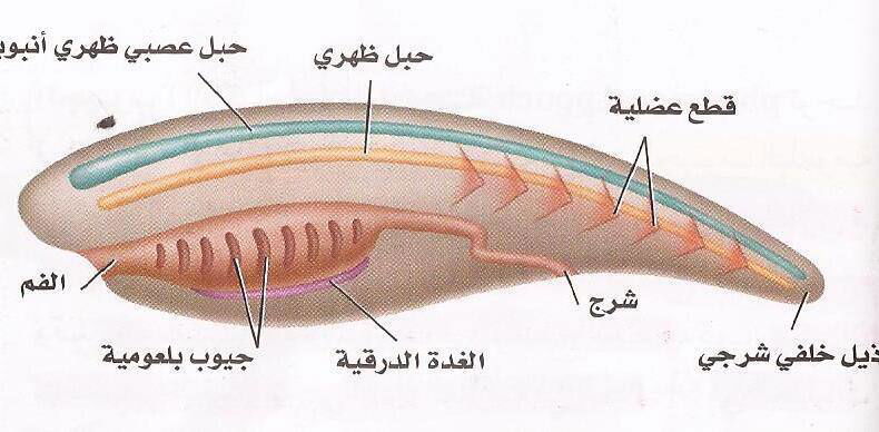 اللافقاريات الحبلية