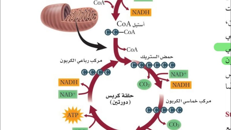 التنفس الخلوي