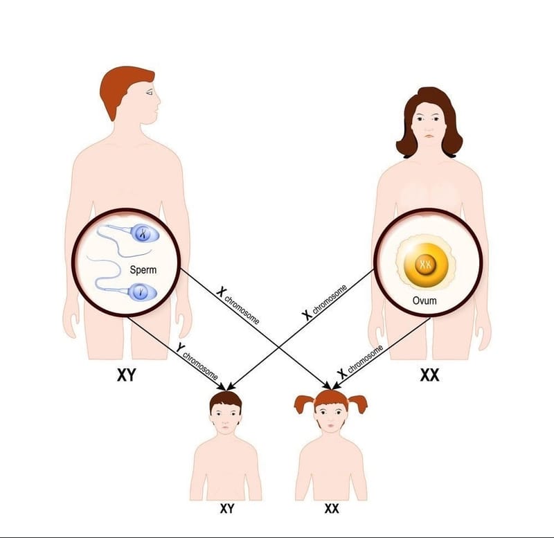 الأنماط الأساسية لوراثة الإنسان